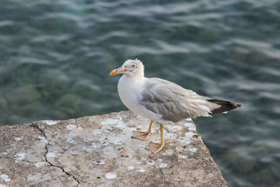 Close-up of seagull perching on rock