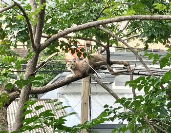 View of monkey on tree