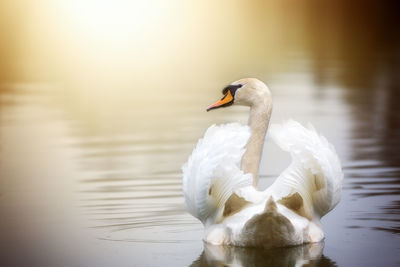 Close-up of swan swimming on lake