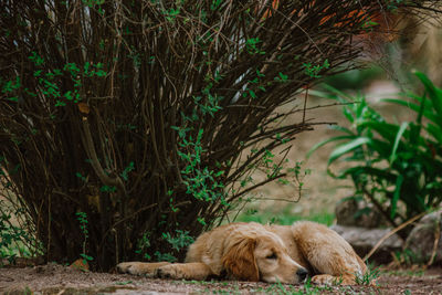 Dog relaxing by plant outdoors