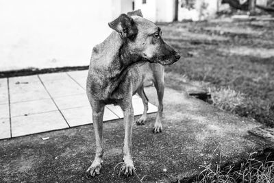 Dog looking away on field