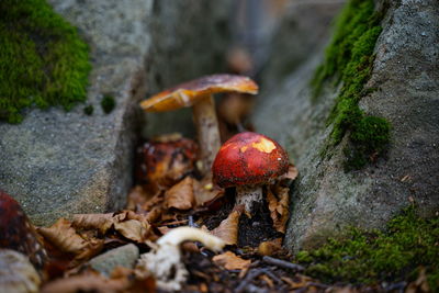 Close-up of mushrooms on rock