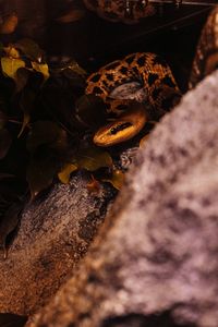 High angle view of lizard on rock