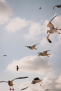 Low angle view of seagulls flying