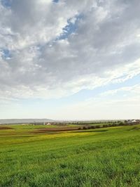 Scenic view of agricultural field against sky