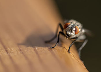 Close-up of fly on wooden table