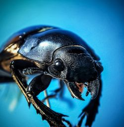 Close-up of black insect on blue background