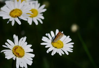 Close-up of insect on white daisy