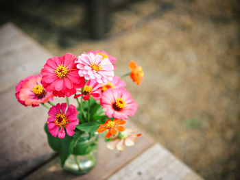 Close-up of flowers blooming outdoors