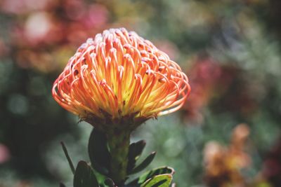 Close-up of flower blooming outdoors