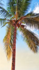 Low angle view of palm tree against sky