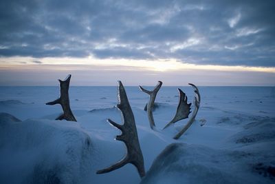 Caribou antlers on snow covered land against sky during sunset