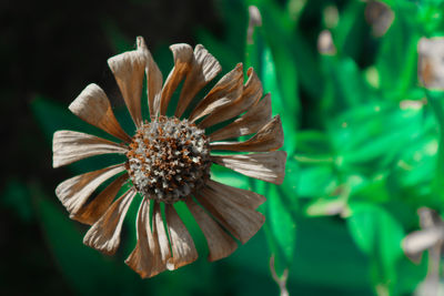 Close-up of flower against blurred background