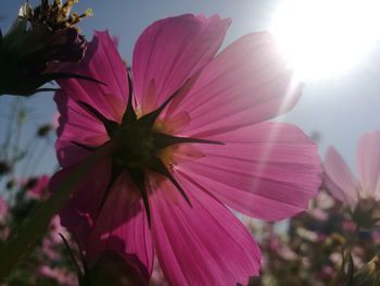 Close-up of pink flower against sky