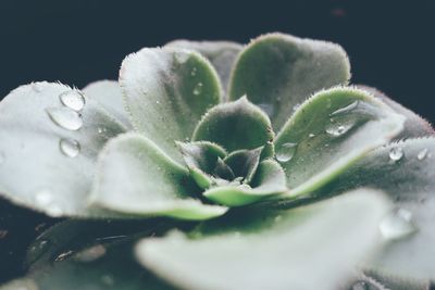 Close-up of water drops on leaves