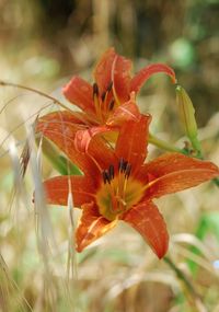 Close-up of red flower