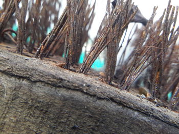 Low angle view of insect on wood