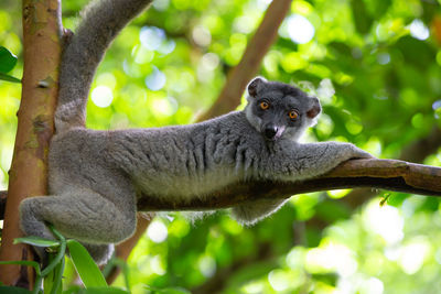 Portrait of green sitting on tree