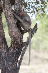 Monkey sitting on tree trunk