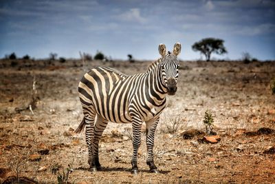 Zebra standing on field