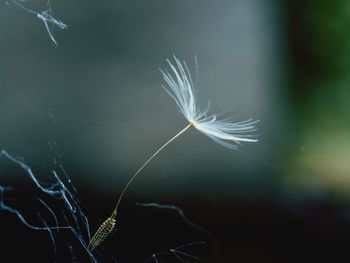 Close-up of dandelion on plant