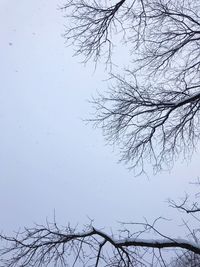 Low angle view of bare tree against clear sky