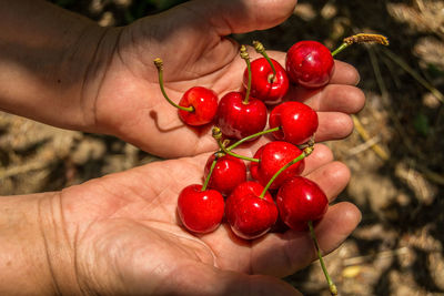 Cropped hands of woman holding red berries