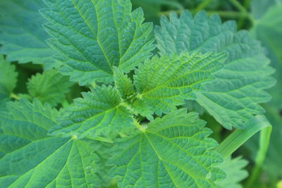 Close-up of fresh green leaves