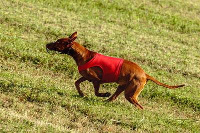 Pharaoh Hound