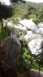 Stream flowing through forest