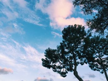 Low angle view of silhouette tree against sky