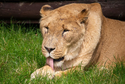 Close-up of a lion resting on grass