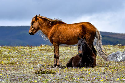 Side view of a horse on field