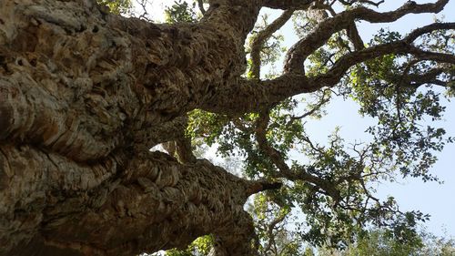 Low angle view of tree against sky