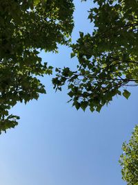 Low angle view of tree against clear blue sky