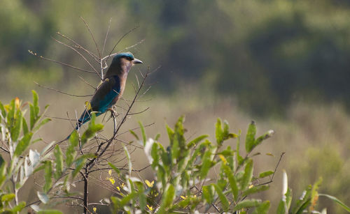 Close-up of bird perching on plant