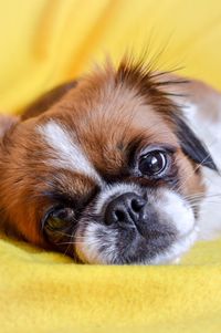 Close-up portrait of a dog