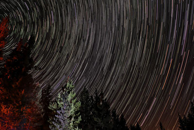 Low angle view of plants against sky at night