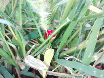 High angle view of plants growing on field