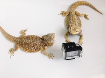 Close-up of dragon against white background