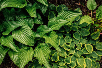 Lush foliage, aphrodite and sugar and cream hosta plants