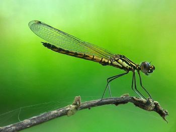 Close-up of damselfly on leaf