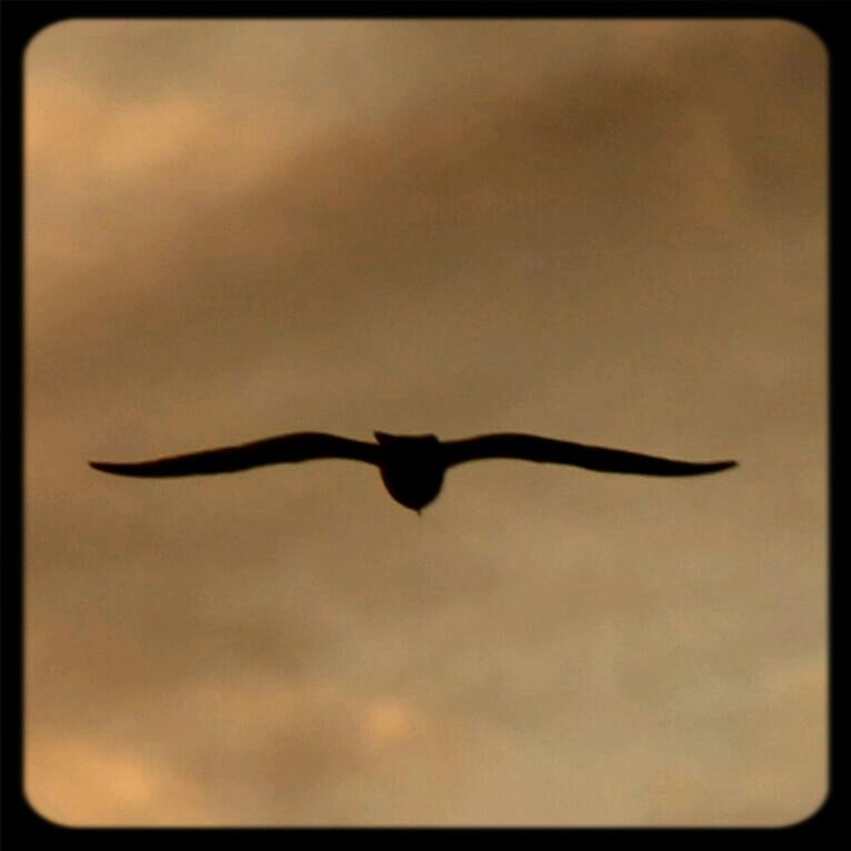 transfer print, auto post production filter, sky, one animal, low angle view, flying, bird, nature, animal themes, wildlife, beauty in nature, animals in the wild, silhouette, dusk, cloud - sky, vignette, no people, outdoors, sunset, mid-air