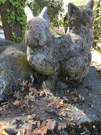 View of lizard on tree trunk