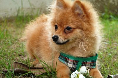 Close-up of a dog on field