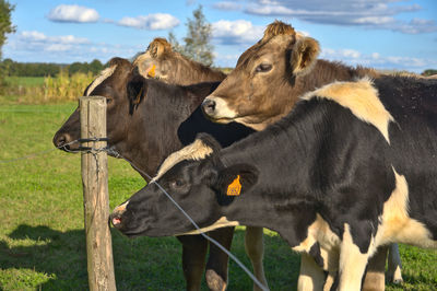 Cows standing in a field