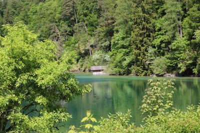 Scenic view of lake in forest