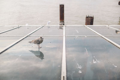 Birds perching on water