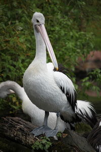 Close-up of pelican perching on land