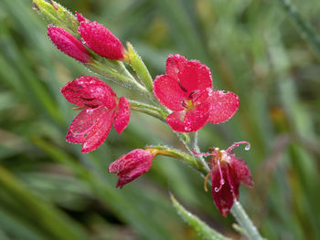 Closeup of delicate red hesperantha coccinea oregon sunset flowers on a frosty morning